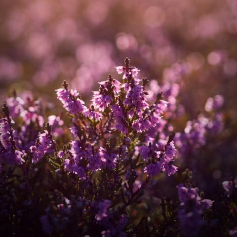 Flora